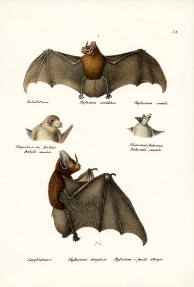 Spear-Nosed Bats by Karl Joseph Brodtmann